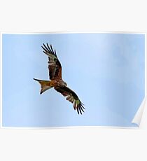 Red Kite Poster