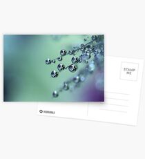 Reflection Of The Pansy Postcards