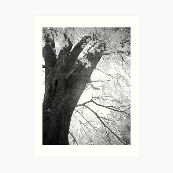 Tree#2 Art Print