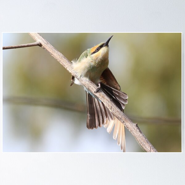 Aperçu de l'œuvre rainbow bee eater créée et vendue par birdpics.