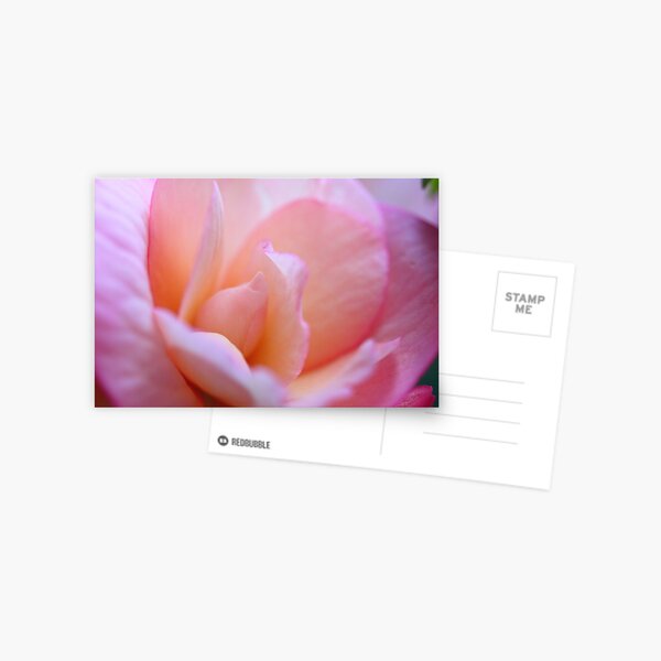 Pretty Pink Petals Postcard