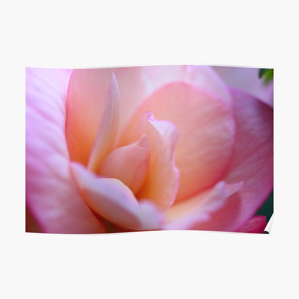 Pretty Pink Petals Poster