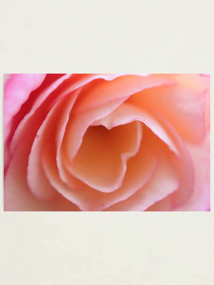Thumbnail 2 of 3, Photographic Print, Closeup Beauty designed and sold by spaterson.