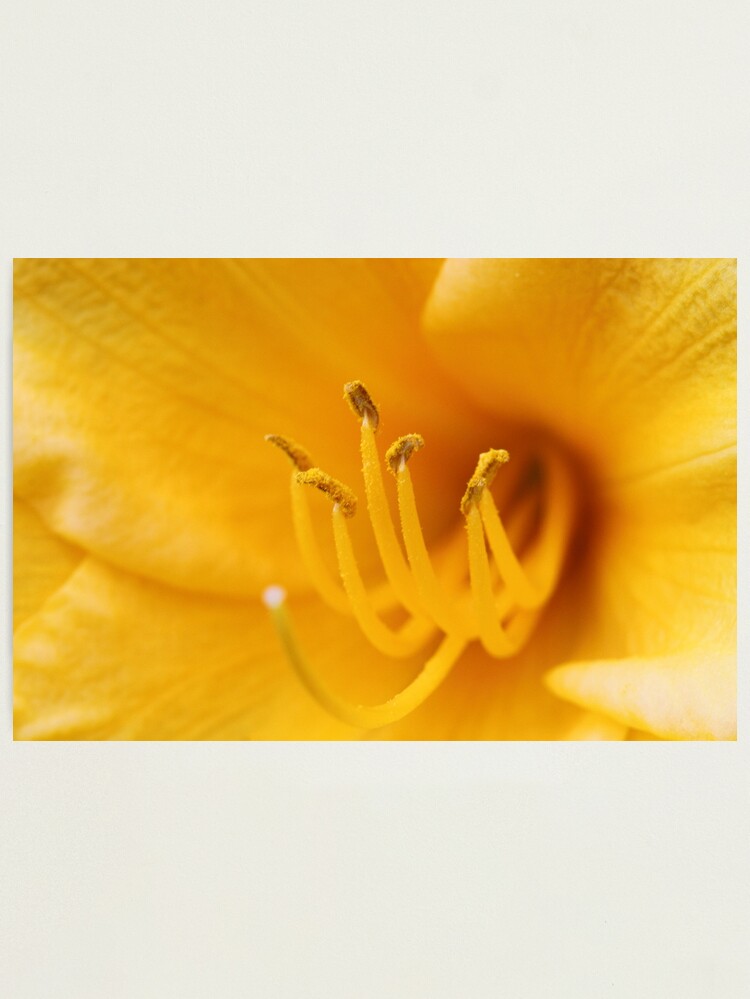 Thumbnail 1 of 3, Photographic Print, Yellow Lily Stamen designed and sold by spaterson.