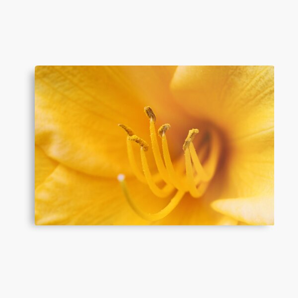 Yellow Lily Stamen Metal Print
