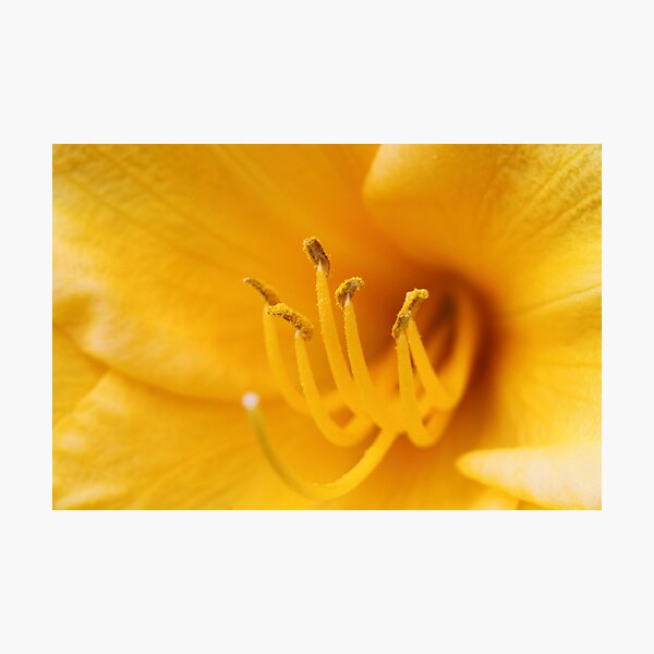 Yellow Lily Stamen Photographic Print