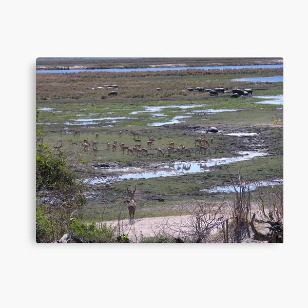 Chobe overview Canvas Print