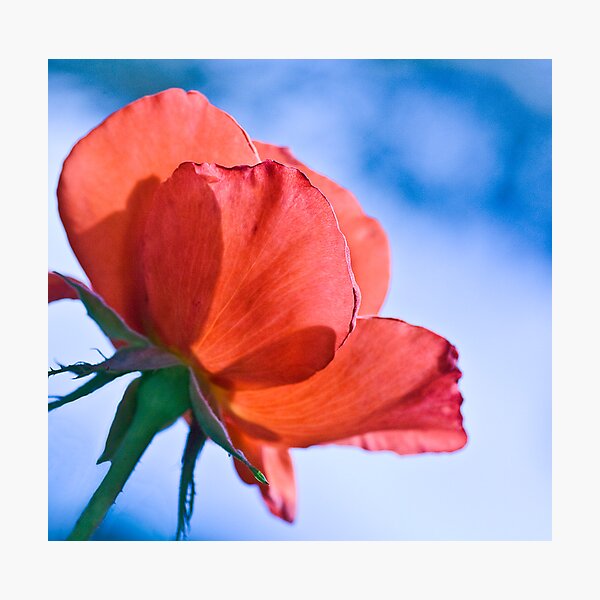Item preview, Rose up and away   designed and sold by DIANE  FIFIELD.