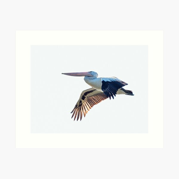 Australian Pelican Art Print
