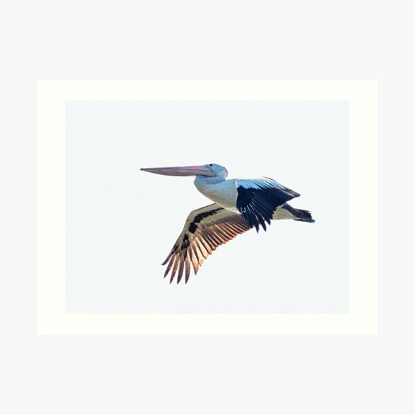 Australian Pelican Art Print