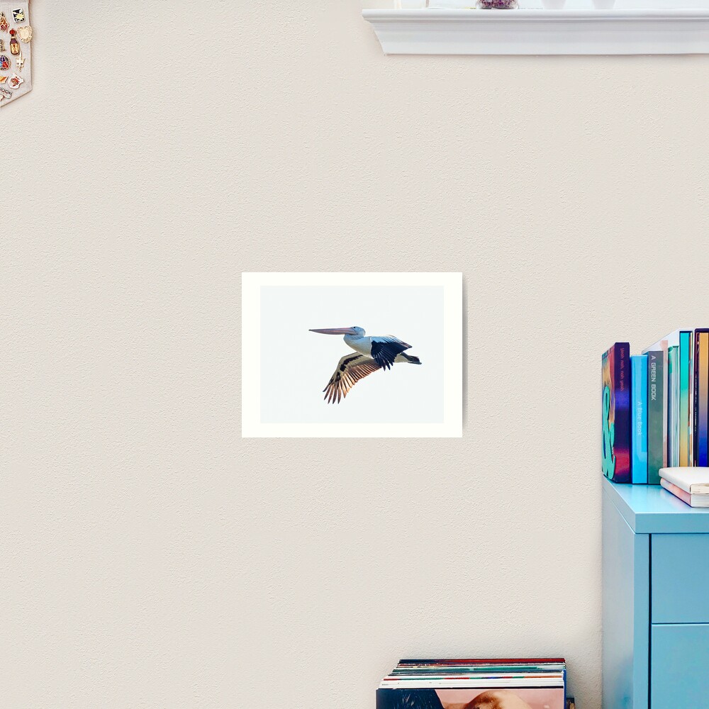 Australian Pelican Art Print
