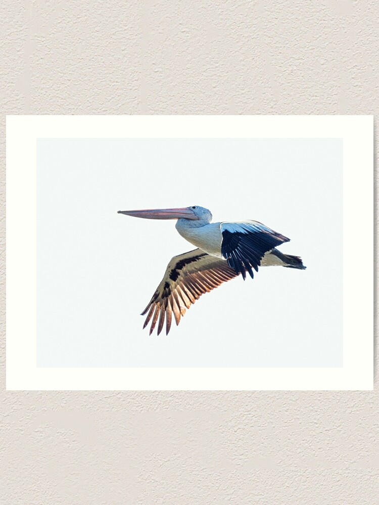 Alternate view of Australian Pelican Art Print