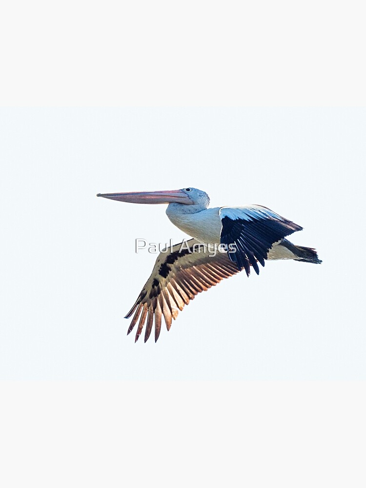 Australian Pelican by AmyesPhotograph