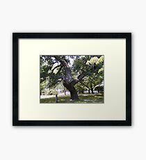Crooked Tree Framed Print
