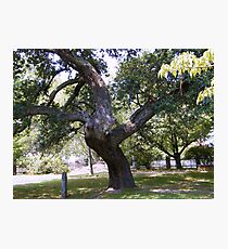 Crooked Tree Photographic Print