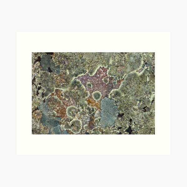 Lichen Art Print