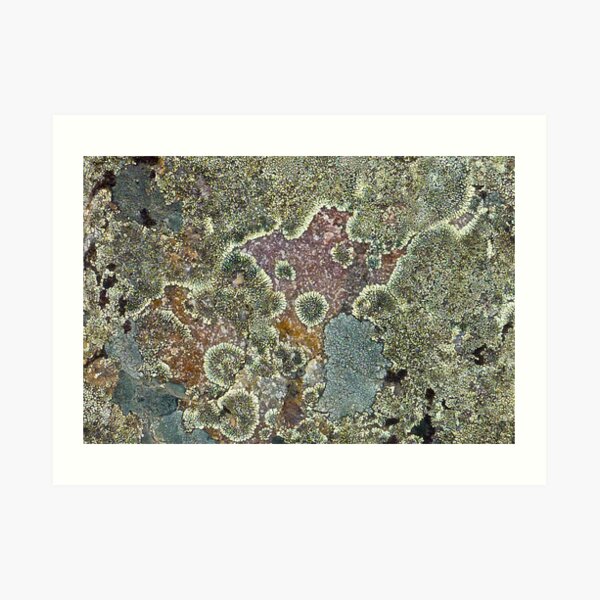 Lichen Art Print