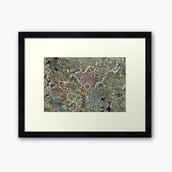 Lichen Framed Art Print