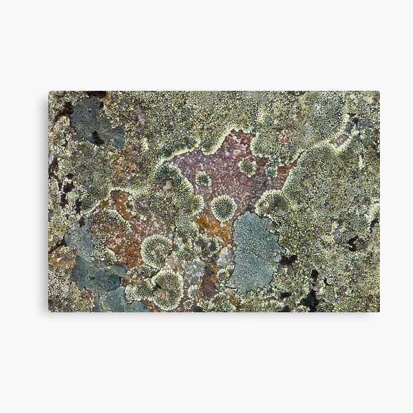 Lichen Canvas Print