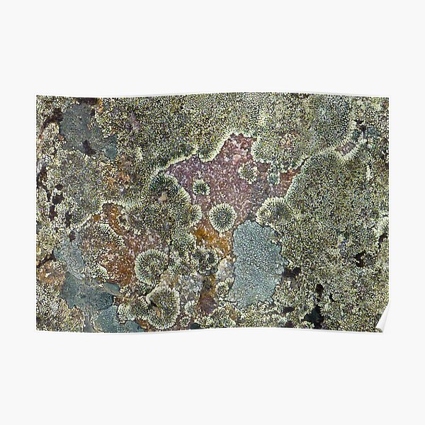 Lichen Poster