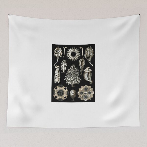 Item preview, Sea life by famous German illustrator Ernst Haeckel designed and sold by tambet.