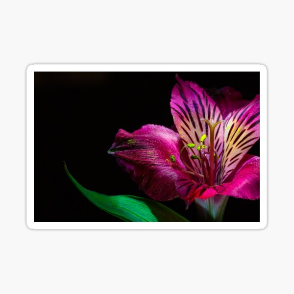 Close up image of a Bright Pink Lily Flower photographed against a black background Sticker