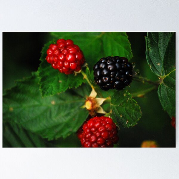 Item preview, Berry Glad designed and sold by Sunshinesmile83.