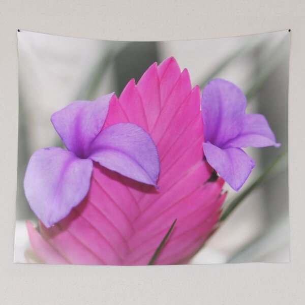 Item preview, Tillandsia cyanea - Pink Quill Bromliad designed and sold by AnnDixon.