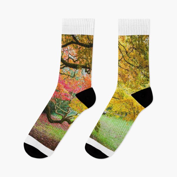 Item preview, Japanese Maples (Acer Palmatum) in Autumn Colours designed and sold by Graham Prentice.