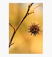 in my garden..... Photographic Print