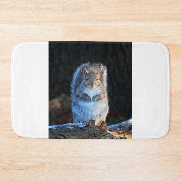 Item preview, Grey Squirrel in winter light designed and sold by James Cumming.
