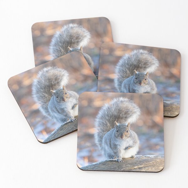 Item preview, Grey Squirrel in winter light designed and sold by James Cumming.