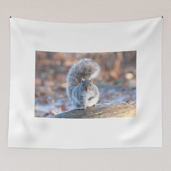 Item preview, Grey Squirrel in winter light designed and sold by James Cumming.