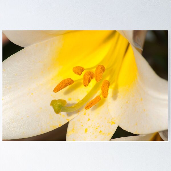 Item preview, Overflowing with yellow pollen  designed and sold by steppeland.