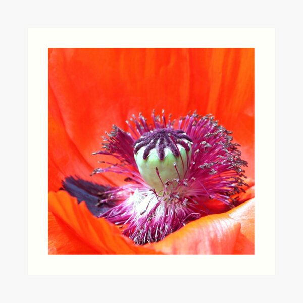 Red Poppy Centre Art Print