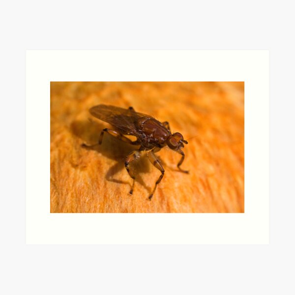 Robber fly Art Print
