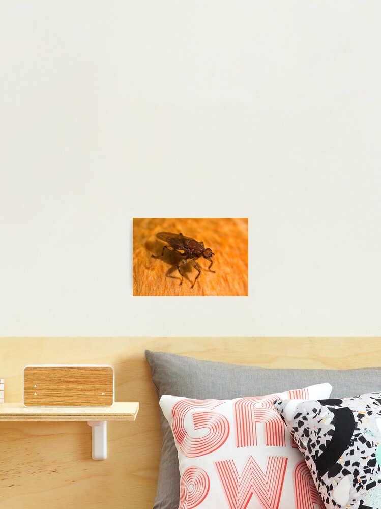 Thumbnail 2 of 3, Photographic Print, Robber fly designed and sold by RICHARDW.