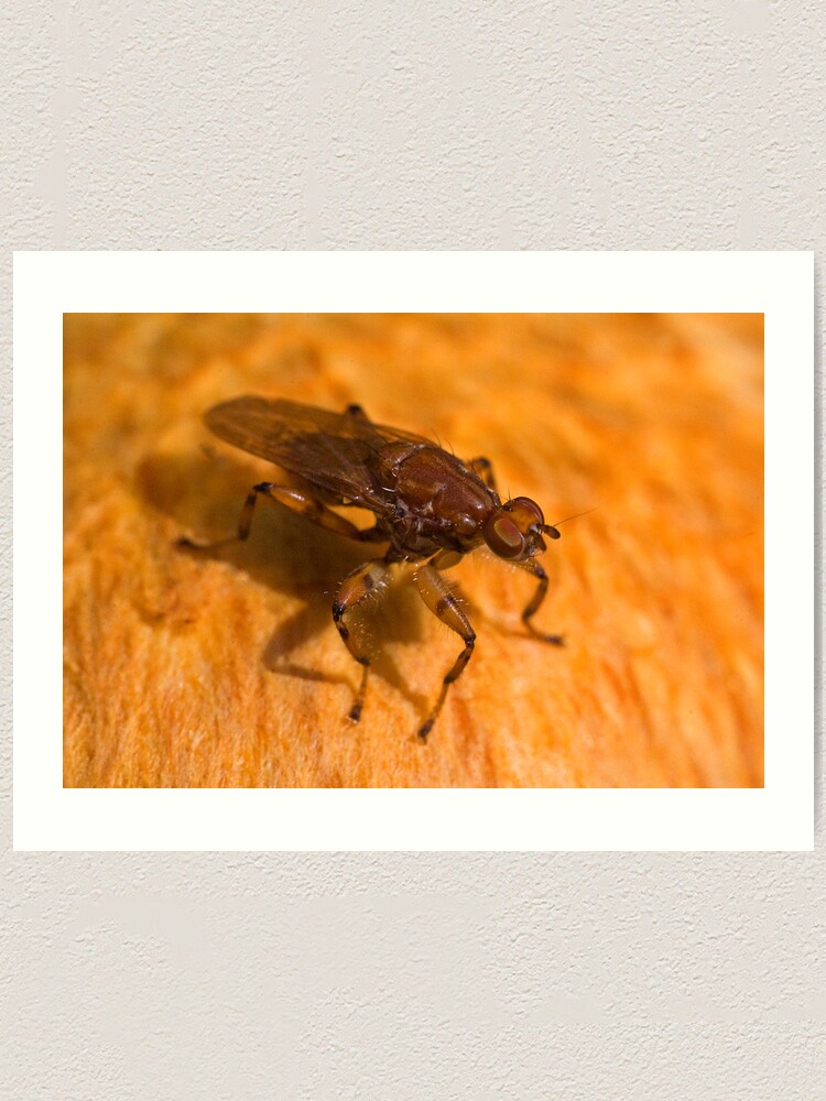 Thumbnail 2 of 3, Art Print, Robber fly designed and sold by Richard  Windeyer.