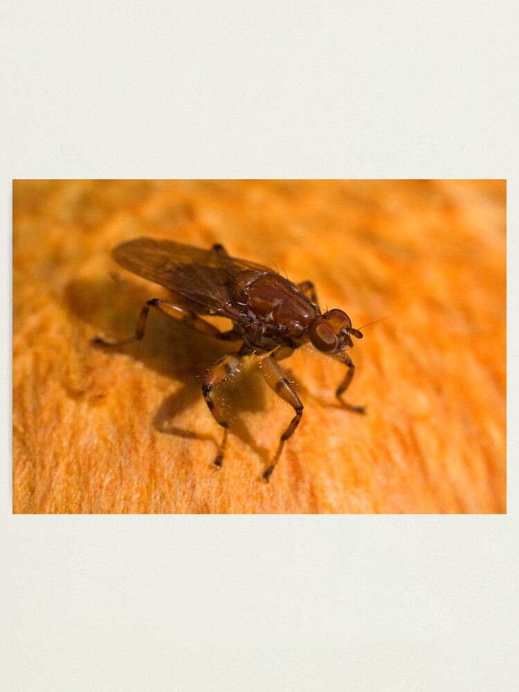 Alternate view of Robber fly Photographic Print