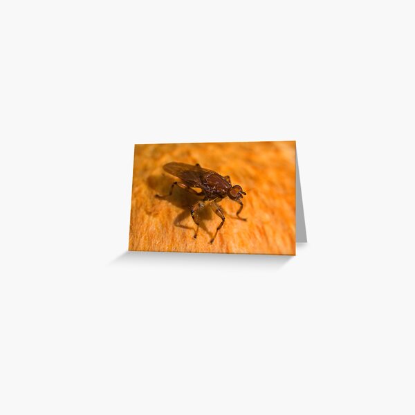 Robber fly Greeting Card