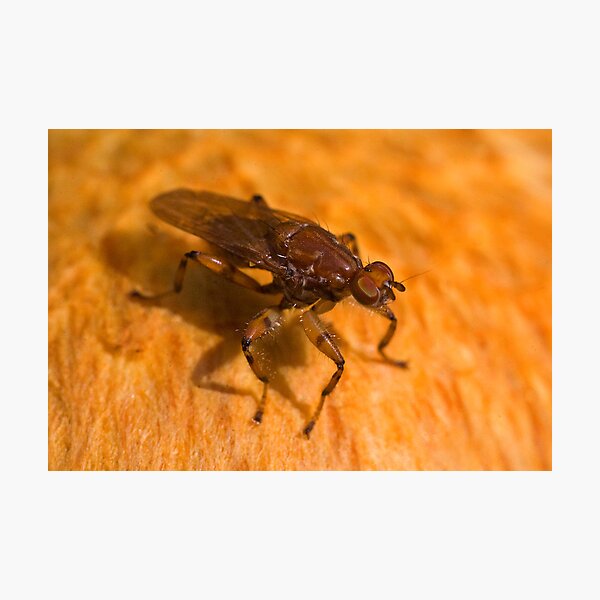 Robber fly Photographic Print