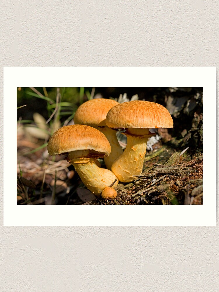 Alternate view of Toadstools Art Print