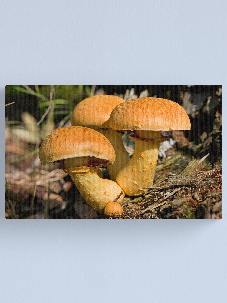 Alternate view of Toadstools Canvas Print