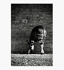 Okapi Photographic Print