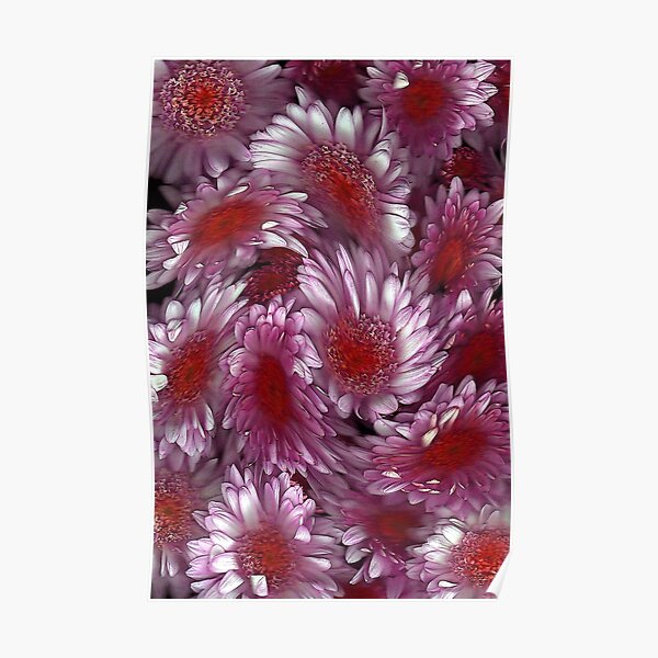 "Crysanthemum Swirl" Poster