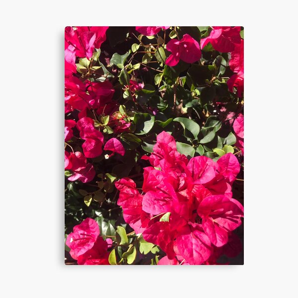 Red and Green Canvas Print