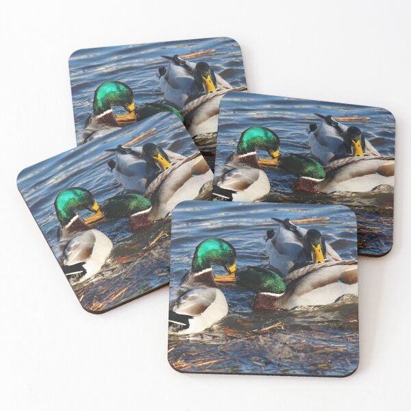 Item preview, Clashing mallards II designed and sold by GreyFeatherPhot.