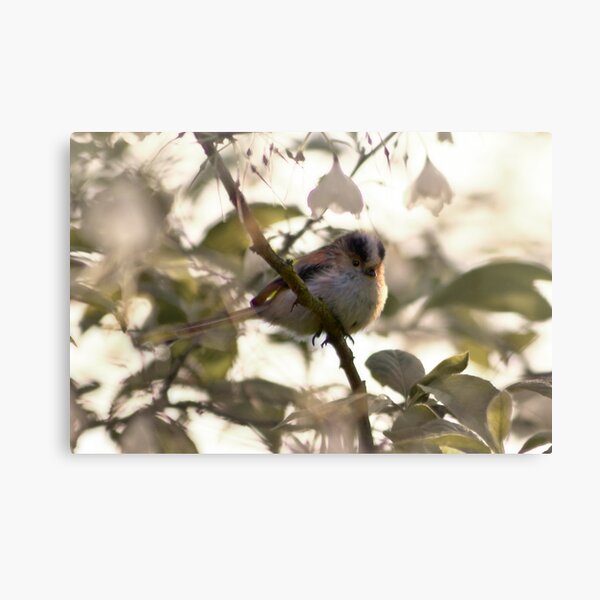 Artikel-Vorschau von Long-tailed Tit, designt und verkauft von DExPIX.