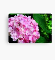 Pink Hydrangea Canvas Print