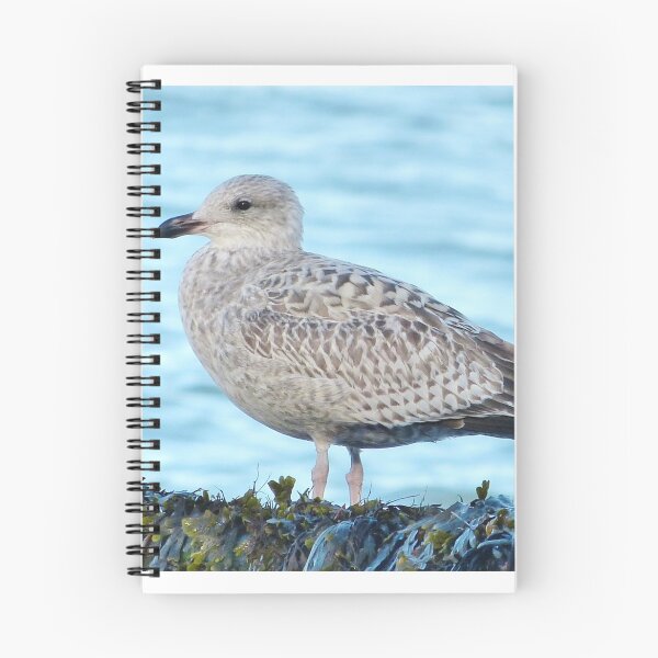 Item preview, Seagull  designed and sold by Vincent J. Newman.